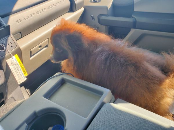 For saleDog for sale