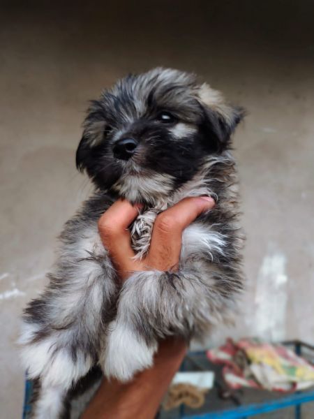 Culture Toy Pom Mix. Top quality