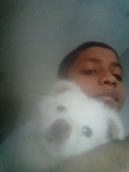 Cute comedian puppy with cage