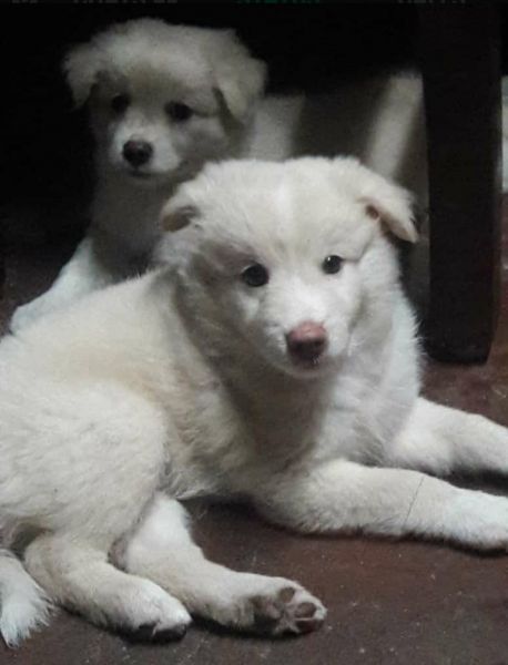 Pomeranian puppies for sale