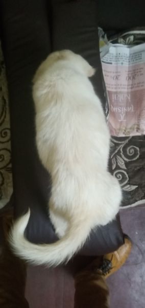 Urgent sell speech puppy