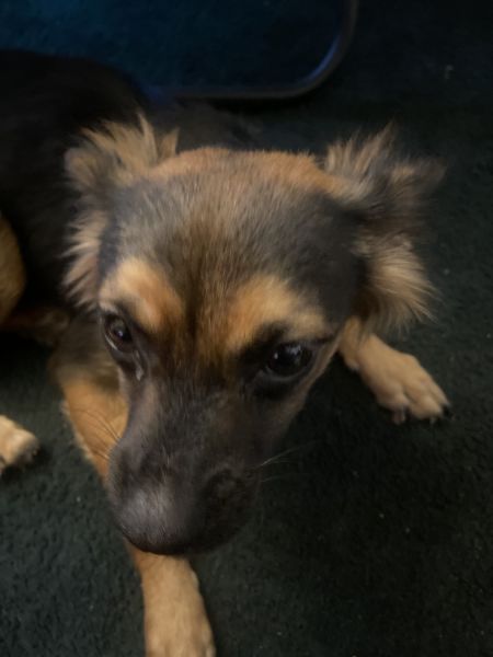 Pomeranian/chihuahua mix (pomchi)