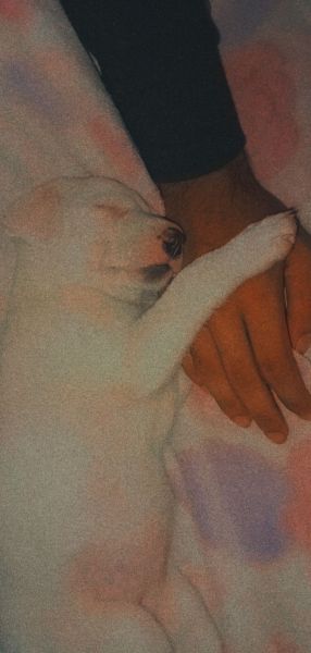 Pomeranian puppy wants to sell