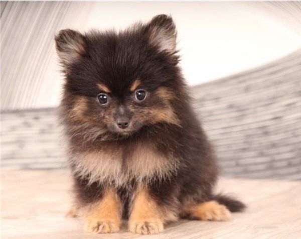 Healthy Home raised Pomeranian pups available