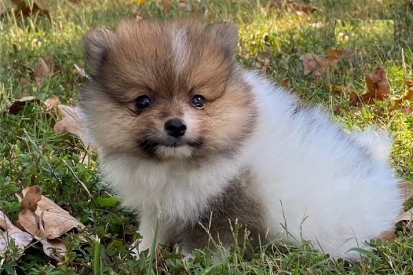Beautiful Female Pomeranian Puppy Available