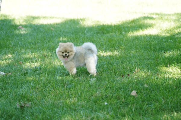 Russian Pomerainian to be rehomed