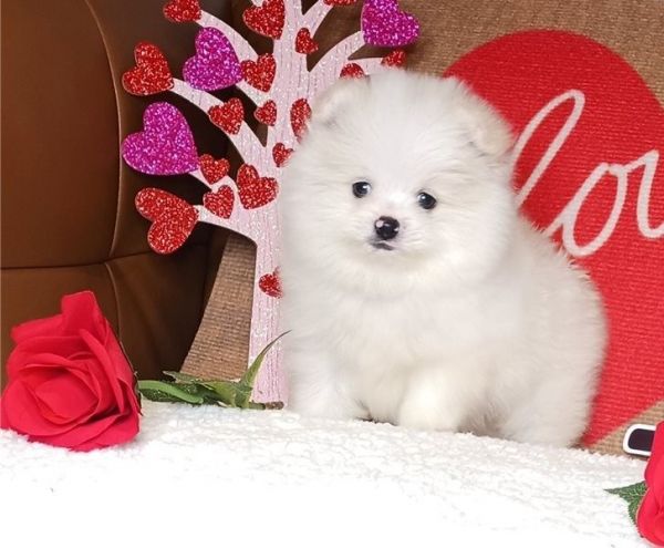 Beautiful Pomeranian puppies available.