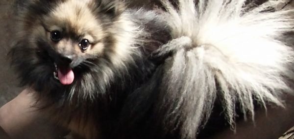 Male Pomeranian