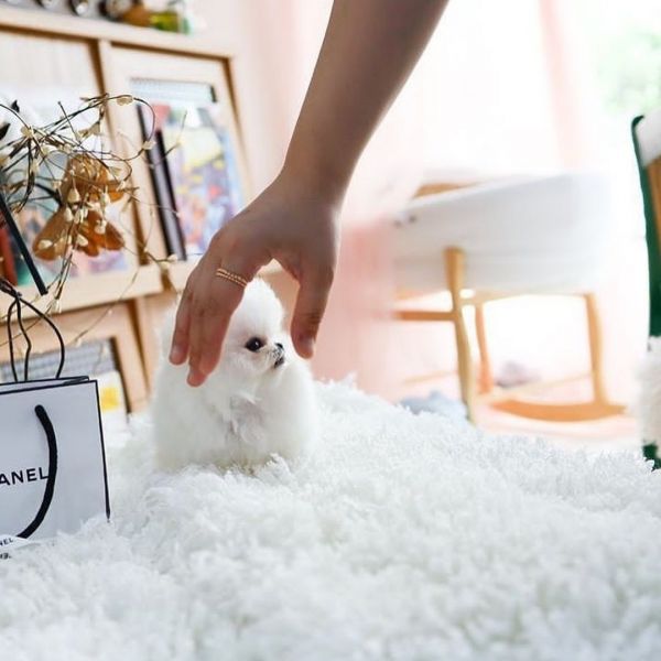 Male Teacup Pomeranian Puppy Needs A Home