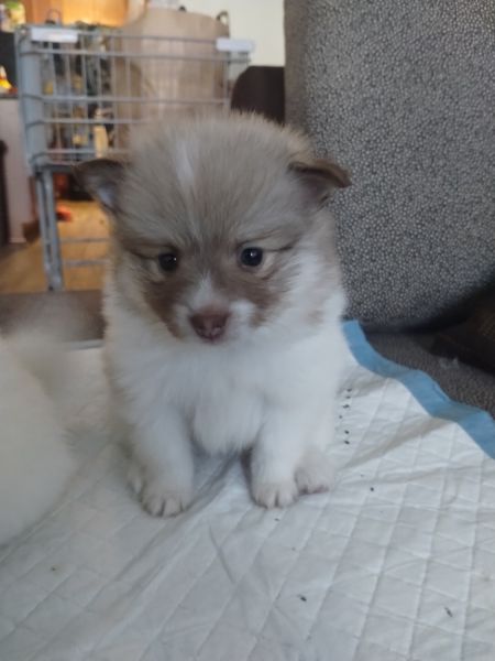 Purebred Pomeranians