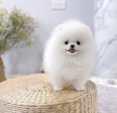 Beautiful Pomeranian puppies Available