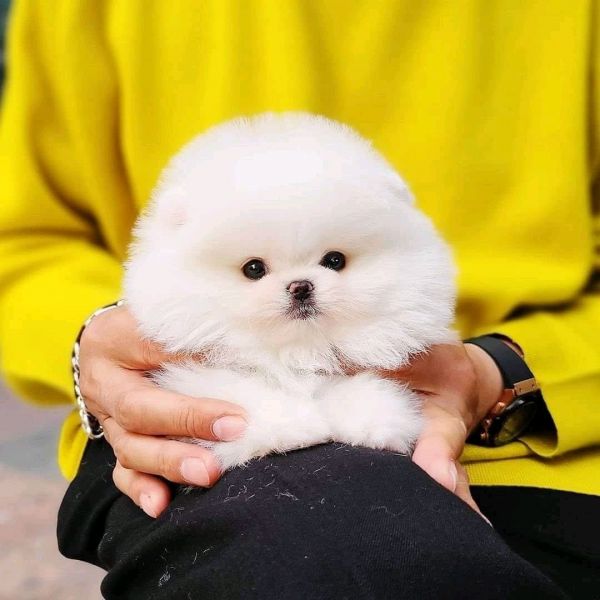 Adorable Pomeranian puppies