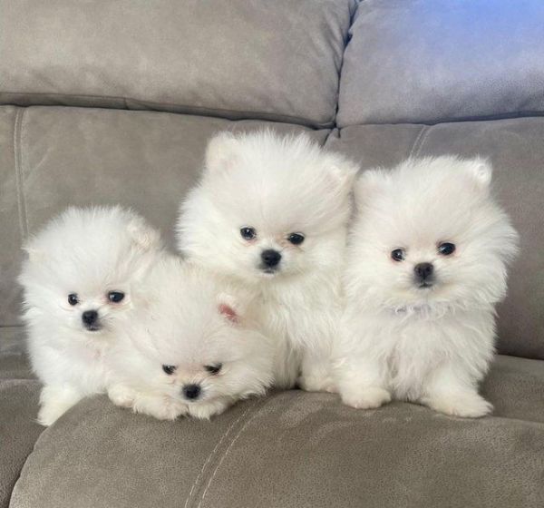 Jan Le Pomeranians