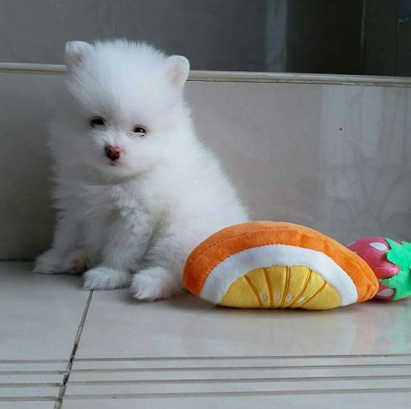Micro Pomeranian puppies for sale