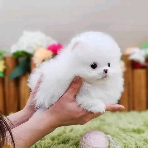 Gorgeous Teacup Pomeranian