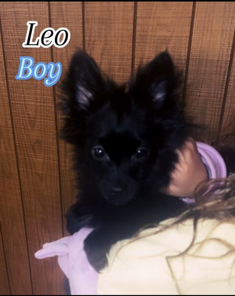 Black Pomeranian puppie Michigan country