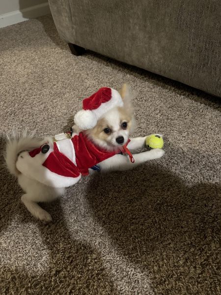 Pomeranian male AKC puppy