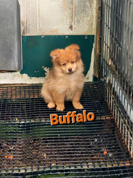 SuzyQs Precious Pups