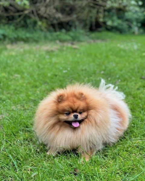 I have to rehome Luna because I'm moving and my partner died