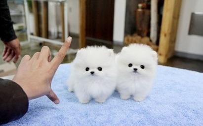 admirable Pomeranian male and female.
