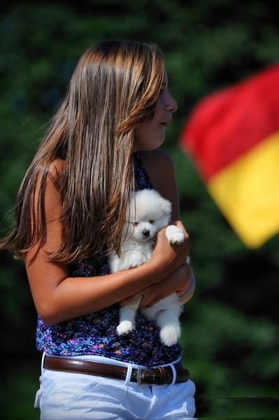 Pedigree Pomeranian Puppies for you