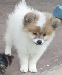 Excellent Trained Pom Puppy (***) ***-***5