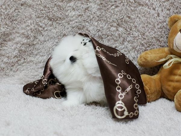 Healthy Teacup Pomeranian