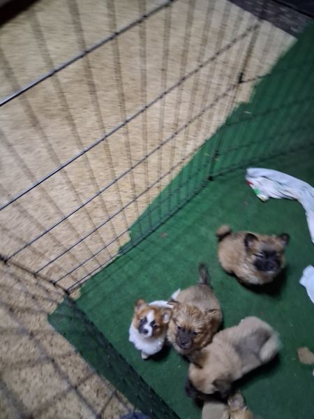 Ready for new family