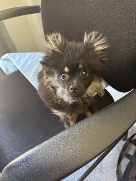 Small Pomeranian
