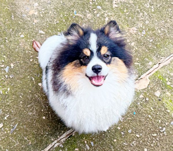 CKC Pomeranian BUDDY (throwback)