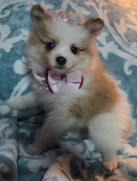 Pomeranian