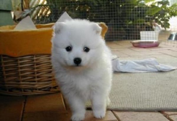 Top Quality 13 Weeks Poms Puppies Available.