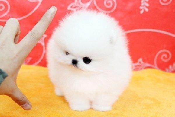 Beautiful Pomeranian puppies