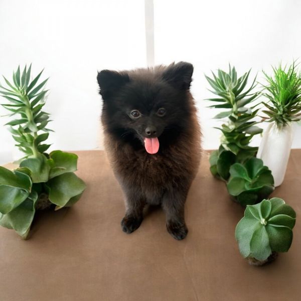 Sweet male Pomeranian