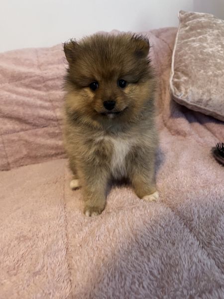 Beautiful Pomeranian puppies