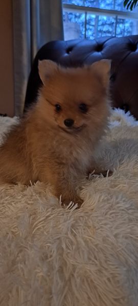 Pure breed pomeranian