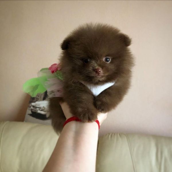 male and female Pomeranian puppies
