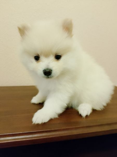 Pomeranian puppies