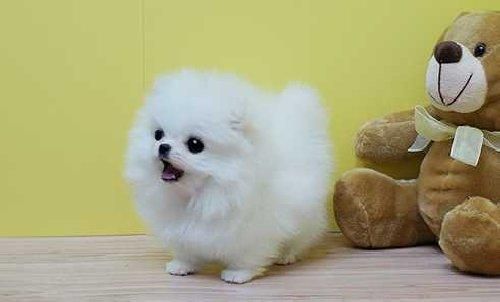 Pomeranian Puppies For A Caring And Loving Home