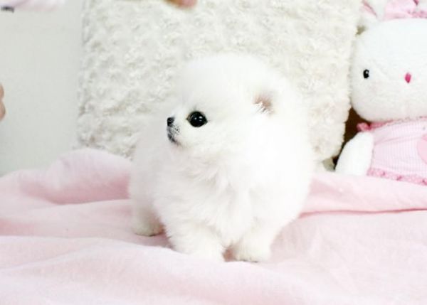 White Pomeranian Puppy For Adoption