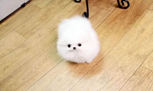 Charmig Tea Cup Pomeranian Puppies