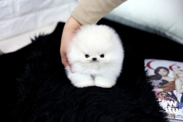 Adorable Teacup Pomeranian Puppies ***