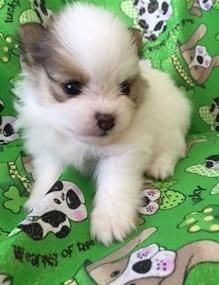 Beautiful Pomeranian puppies for sale