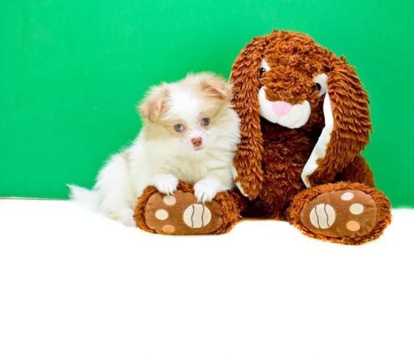 Beautiful Pomeranian puppies Available