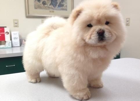 adorable pomeranian pups to go