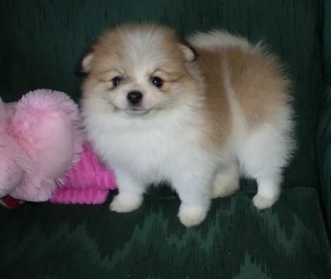 jakaka will train Pomeranian