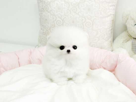 Teacup Pomeranians Puppies Text (***) ***-***1