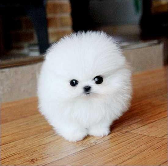 Cute Pomeranian Puppies Text (***) ***-***6