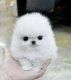 Super Cute Baby Face Pomeranian Puppies