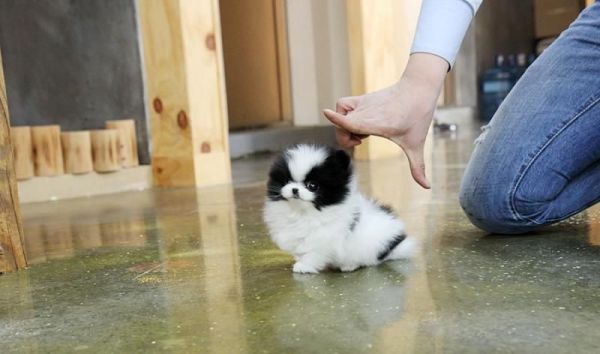 Two Little Tiny White And Black Pomeranians